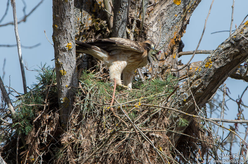 Booted Eagle female adult breeding, identification, feeding habits, eats, Reproduction-nesting
