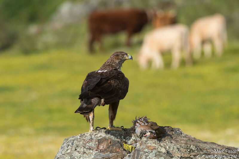 Bonelli's Eagle female adult breeding, identification, feeding habits