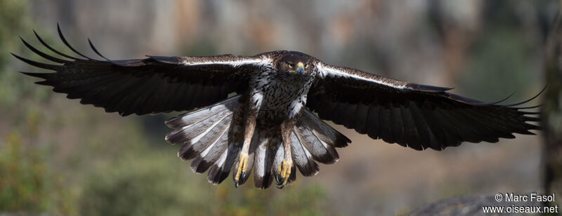 Bonelli's Eagle female adult, Flight