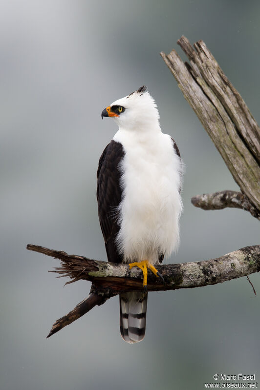 Black-and-white Hawk-Eagleadult, identification
