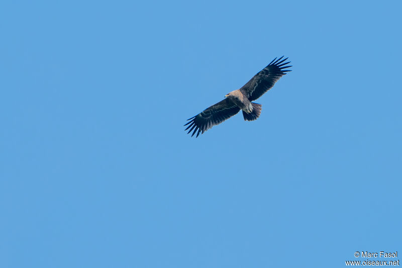 Lesser Spotted Eaglesubadult, Flight