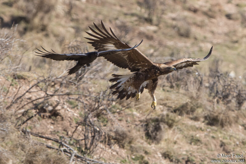 Golden Eagleimmature, Flight