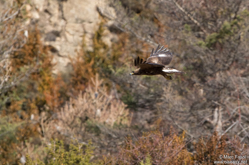 Golden Eagleimmature, Flight