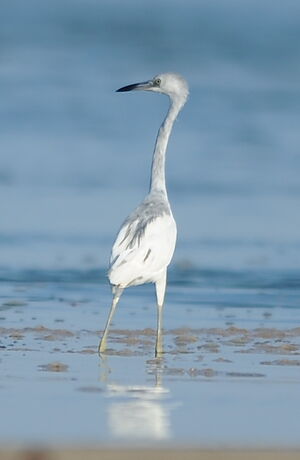 Aigrette bleue