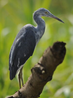 Aigrette bleue