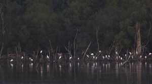 Aigrette garzette