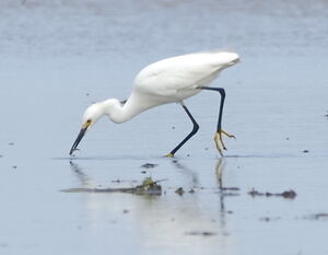 Aigrette neigeuse