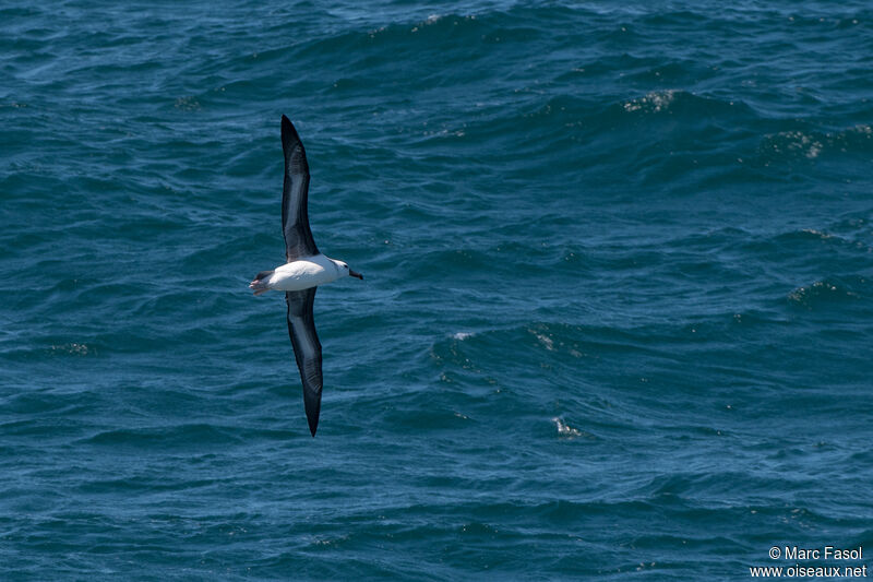 Albatros à sourcils noirsimmature, Vol