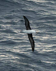 Albatros à sourcils noirs