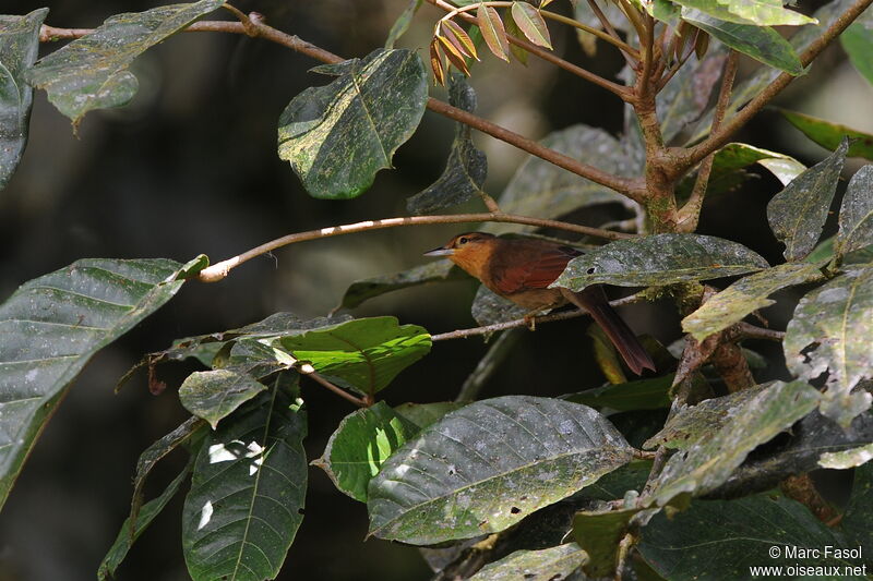 Buff-fronted Foliage-gleaneradult, identification, Behaviour