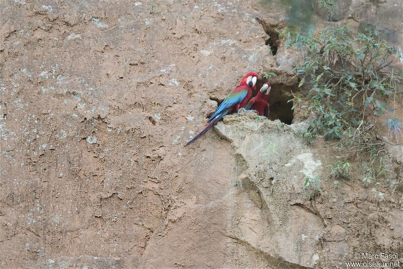Red-and-green Macaw adult, identification, Reproduction-nesting