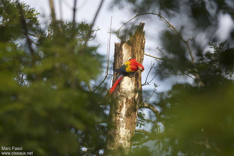 Scarlet Macawadult, habitat, pigmentation, Reproduction-nesting, Behaviour