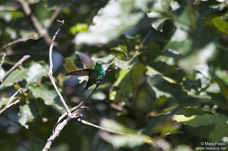 Blue-tailed Hummingbirdadult, identification