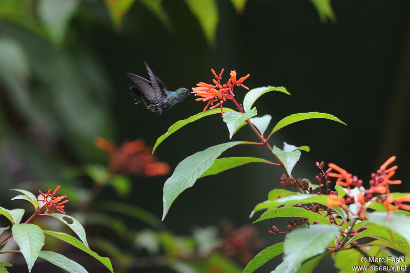 Blue-chested Hummingbird male, Flight, feeding habits, Behaviour