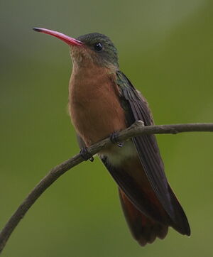 Cinnamon Hummingbird