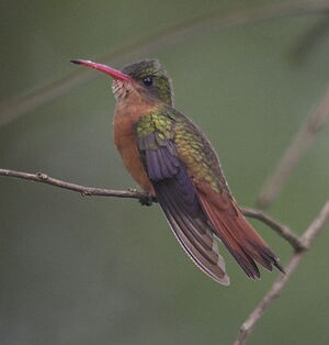 Cinnamon Hummingbird