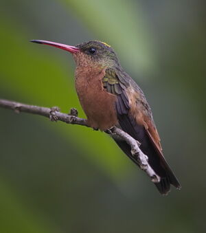 Cinnamon Hummingbird