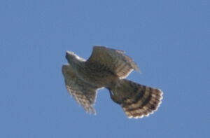 Northern Goshawk