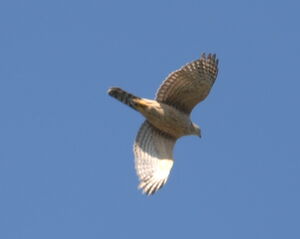 Northern Goshawk
