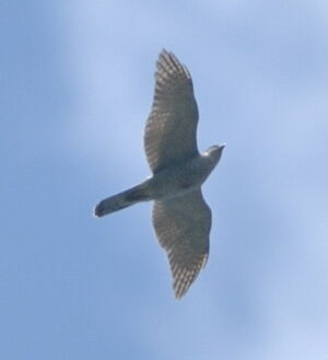Northern Goshawk
