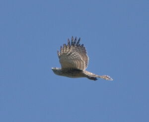 Northern Goshawk