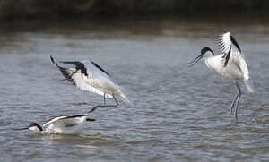 Avocette élégante