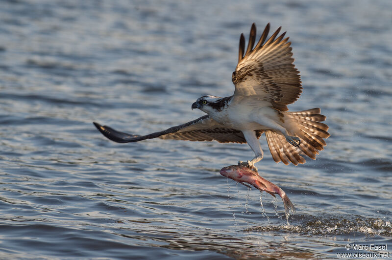 Western Ospreyadult, identification, Flight, feeding habits, fishing/hunting