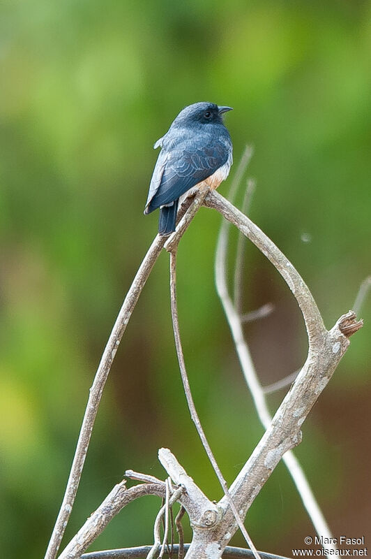 Swallow-winged Puffbirdadult, identification