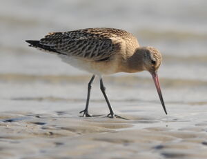 Bar-tailed Godwit 
&copy; Marc Fasol