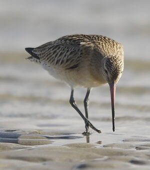 Bar-tailed Godwit 
&copy; Marc Fasol