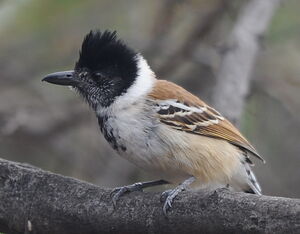 Collared Antshrike
