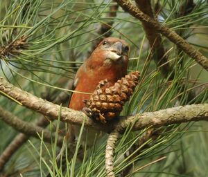 Parrot Crossbill 
&copy; Marc Fasol