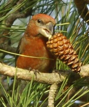 Parrot Crossbill 
&copy; Marc Fasol