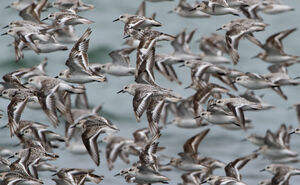 Sanderling