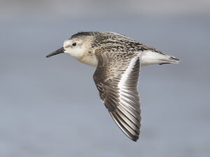 Bécasseau sanderling