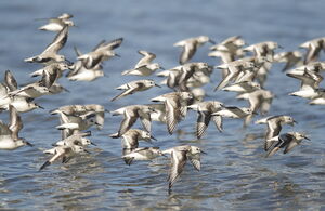 Bécasseau sanderling