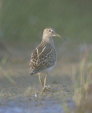 Pectoral Sandpiper 
&copy; Marc Fasol
