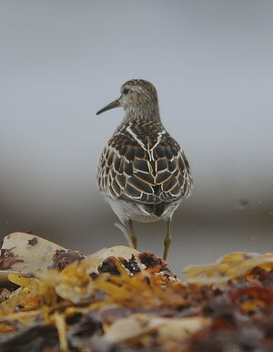 Pectoral Sandpiper 
&copy; Marc Fasol