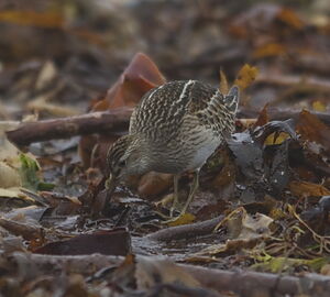 Pectoral Sandpiper 
&copy; Marc Fasol