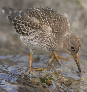 Purple Sandpiper
