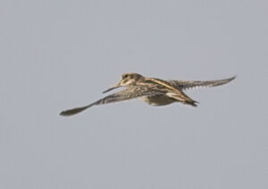 Jack Snipe
