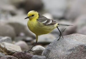 Bergeronnette citrine 
&copy; Marc Fasol