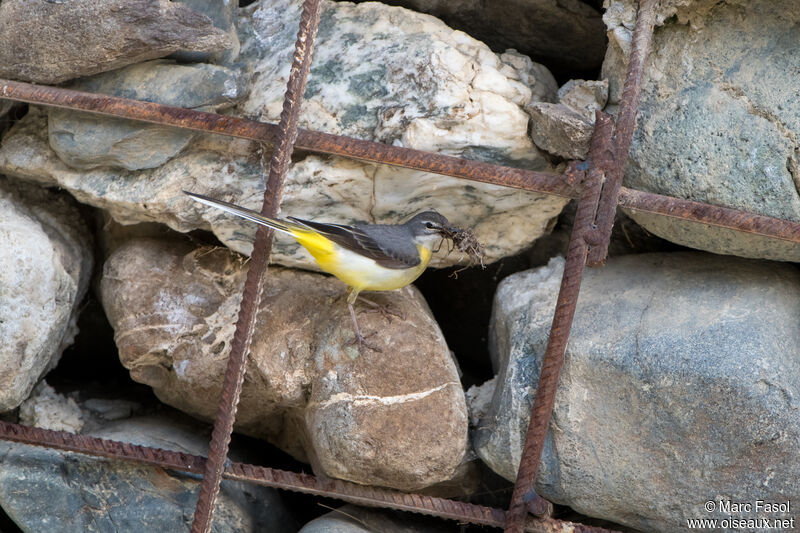 Grey Wagtail female adult, Reproduction-nesting