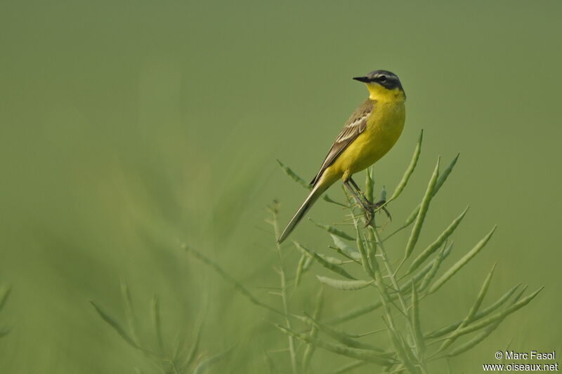 Western Yellow Wagtail male adult breeding, identification, Reproduction-nesting