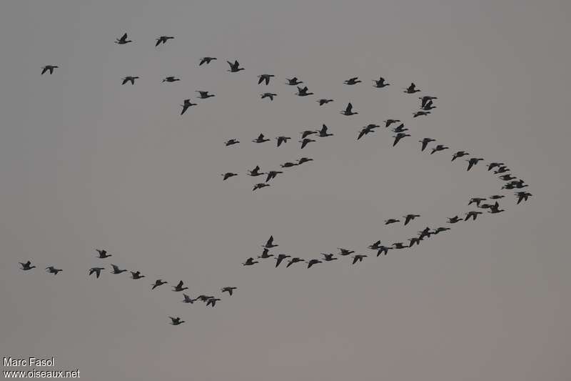 Brant Goose, Flight, Behaviour