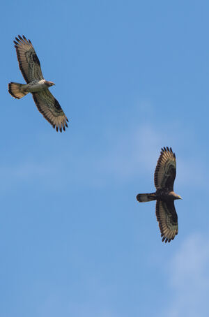 European Honey Buzzard