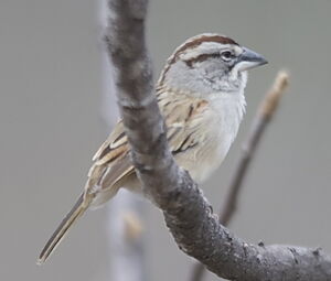 Tumbes Sparrow