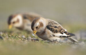 Snow Bunting