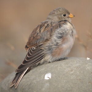 Snow Bunting
