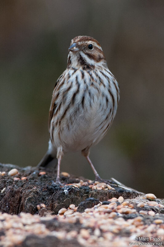 Common Reed Bunting female adult, identification